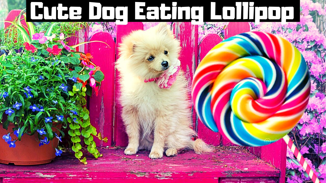 Cute Pomeranian Dog Eating Lollipop