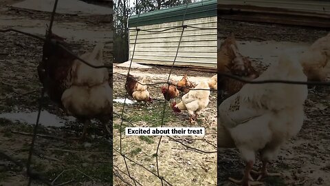 Chickens excited about their treat!