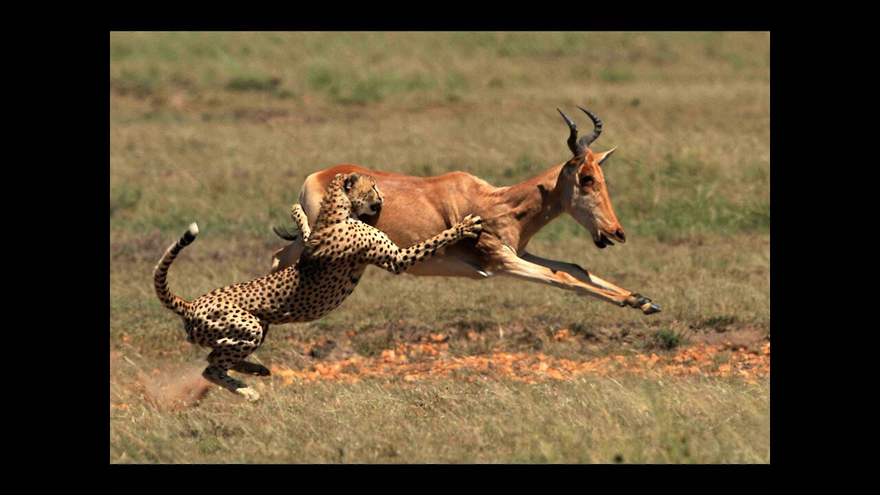 Big Tiger Attack Deer and Rat | kids animal video 2022