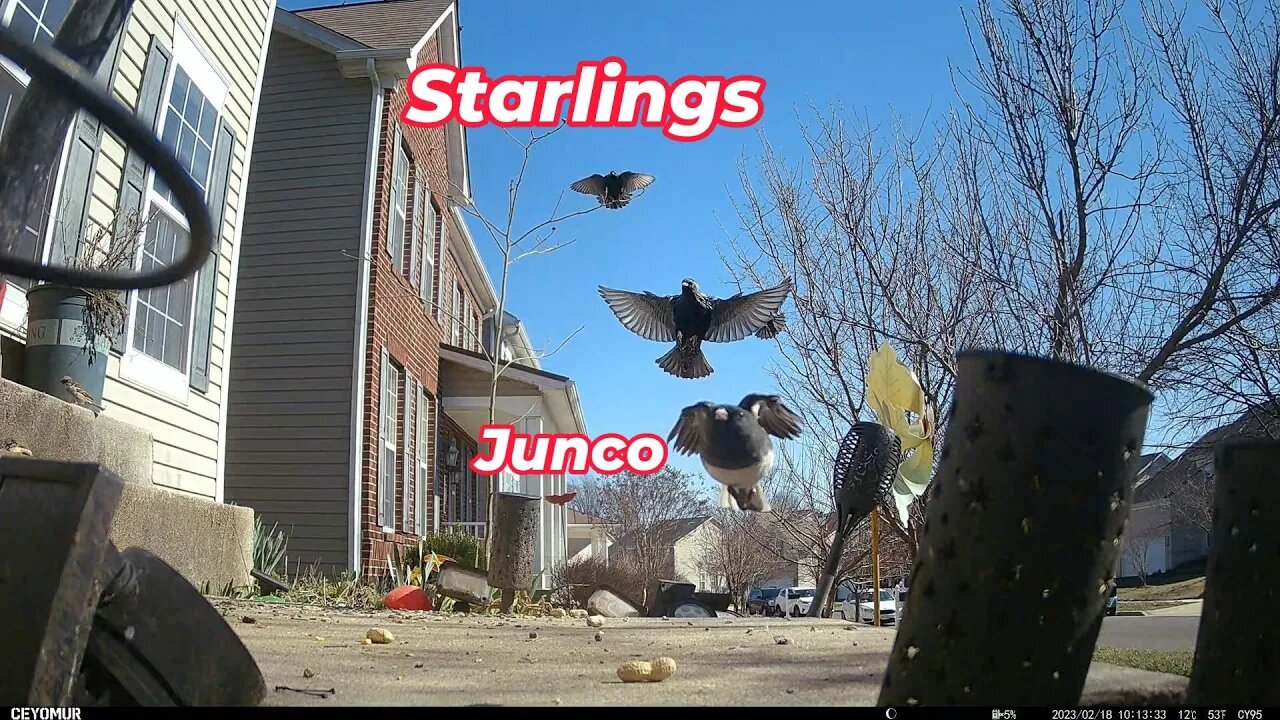 Starlings And Juncos In Slow Motion! 🌲