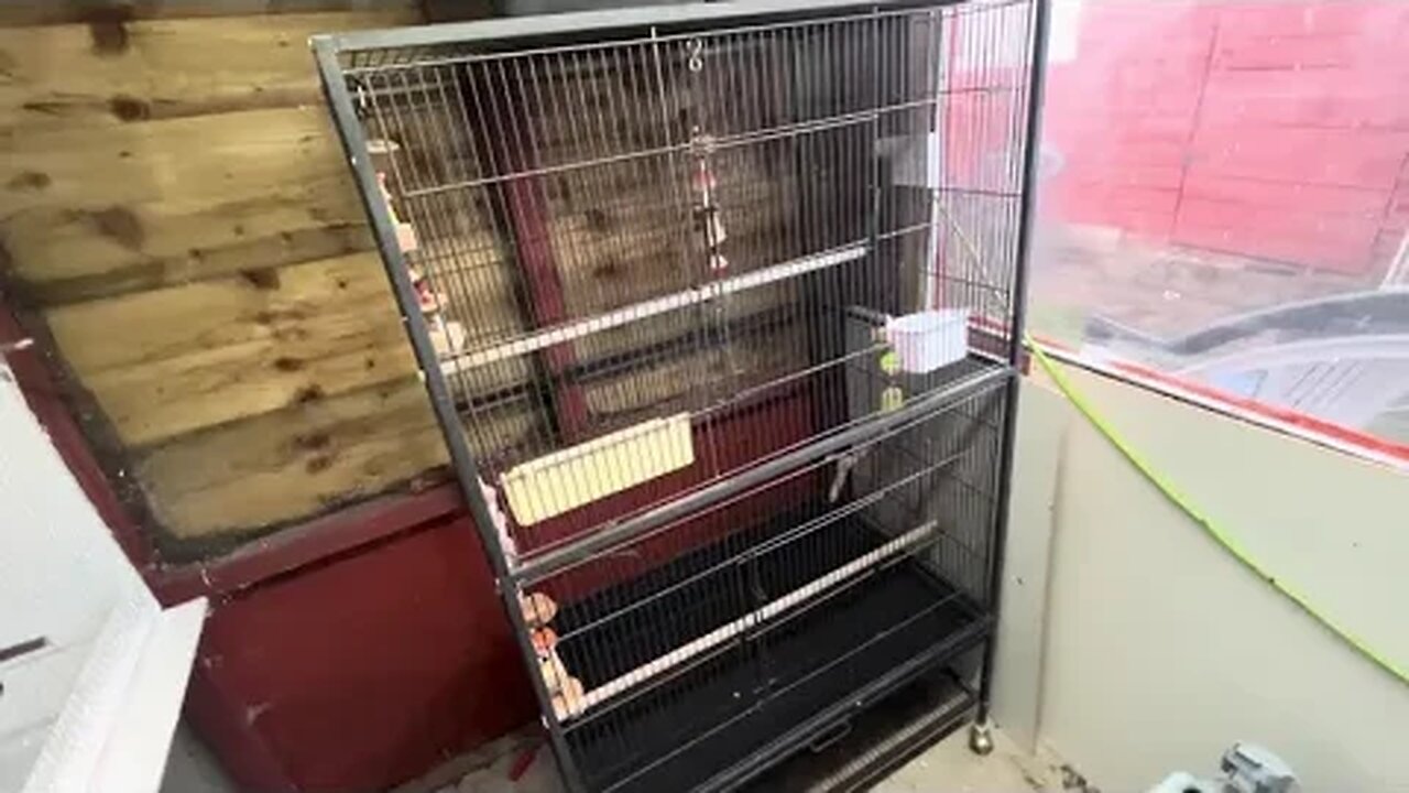 Turning a Shed into an Aviary (Building Bird Toys)