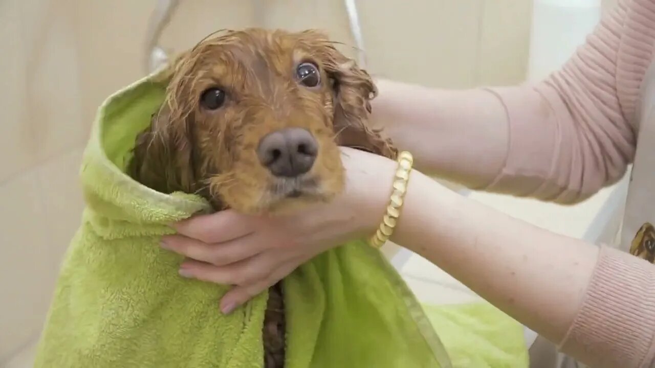 Female wipes cocker spaniel with towel after shower