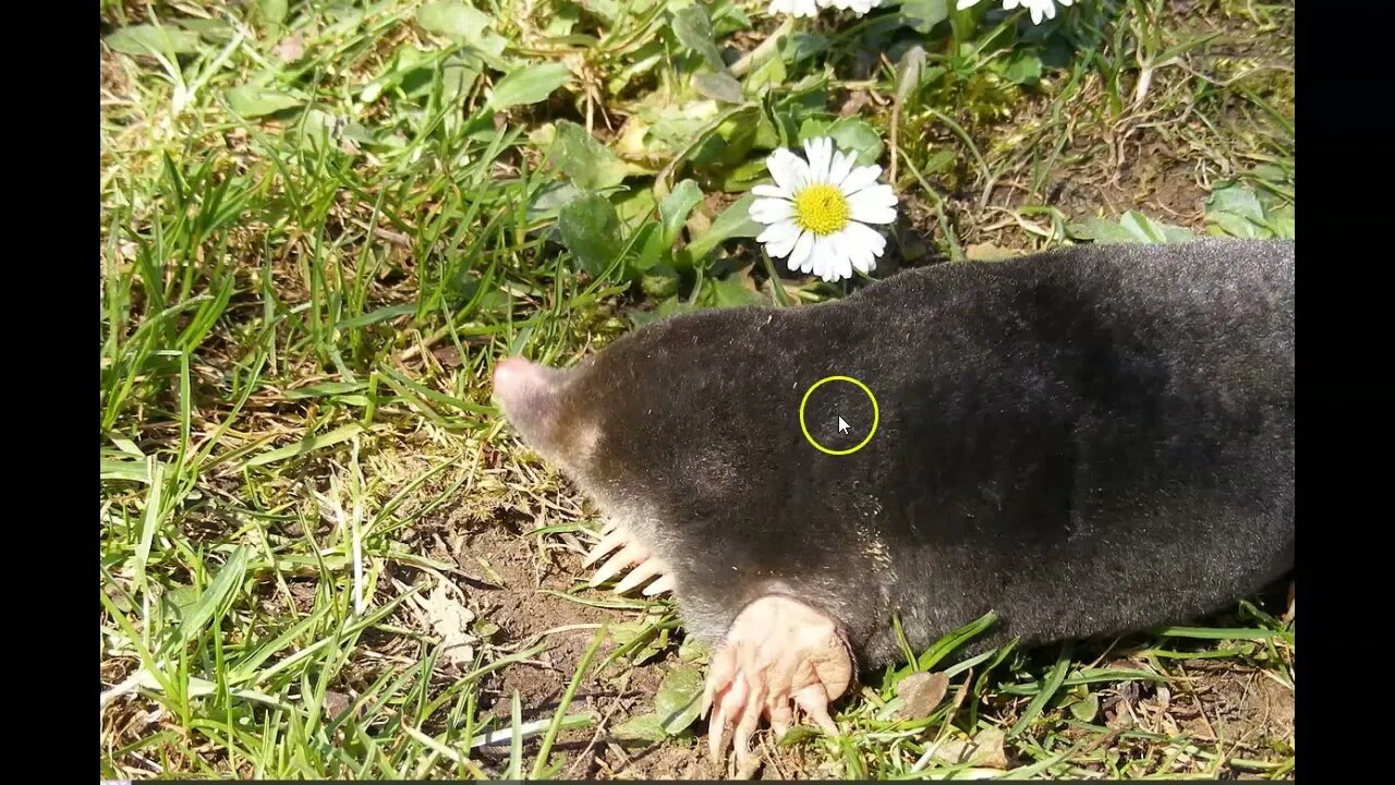 Wordle of the Day for October 23, 2022 ... Happy Mole Day!