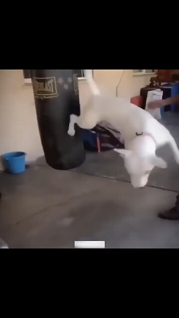 Funny and cute animals 😂❤️😍🤣.