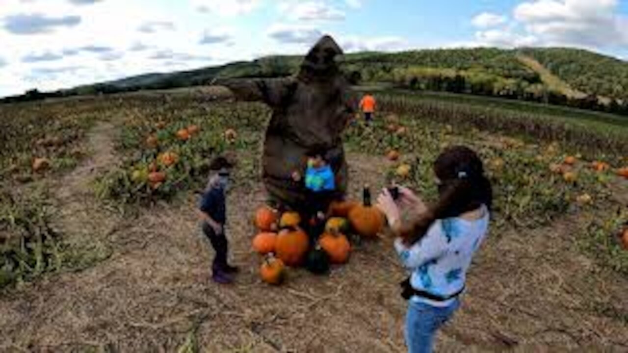 Pumpkin Picking at Donaldson Farms