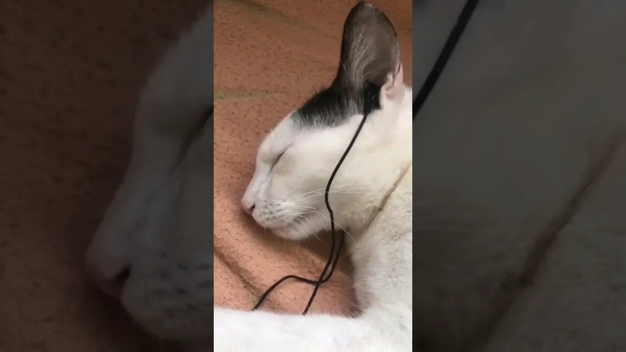 The cat listening to the song