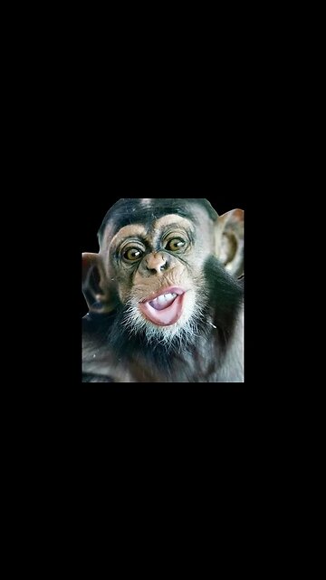 🙊 Fanny Monkey Hire!!!