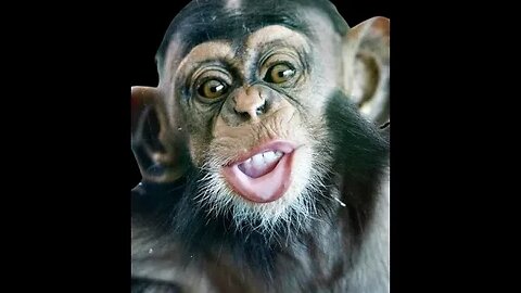 🙊 Fanny Monkey Hire!!!