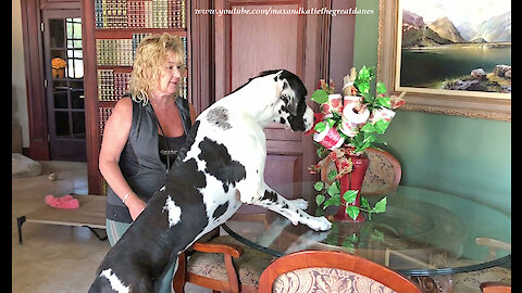 Excited Great Dane Checks Out Toilet Paper Bouquet