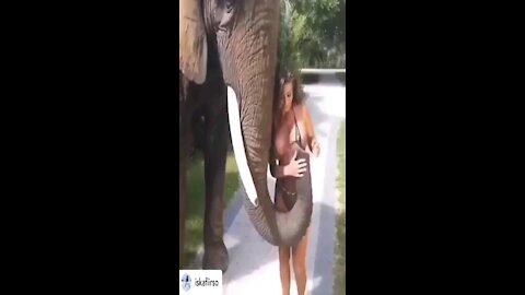 Elephant 🐘 loves her breast