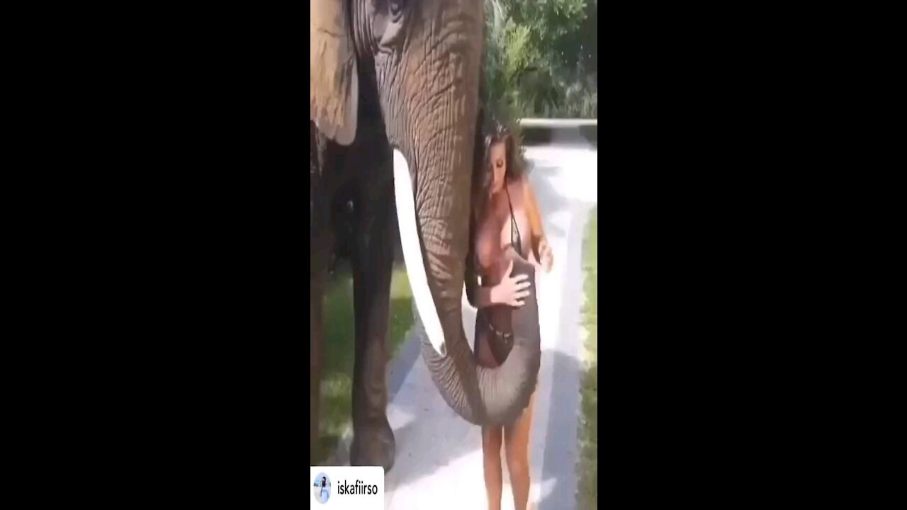 Elephant 🐘 loves her breast