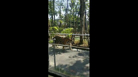 Tiger Park
