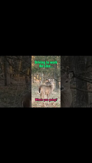 Caught in Action! #shorts #caughtoncamera #deer