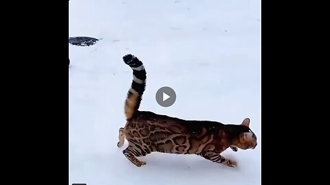 Cats in snow.