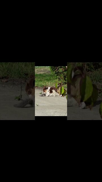 САМЫЕ жестокие нападения СОБАК на КОШЕК