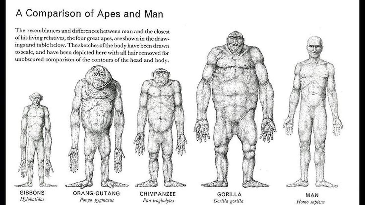 Apes vs Humans - Gut Physiology - Are we a carnivorous species?