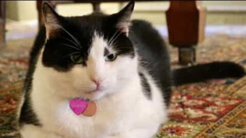 Feline has fun playing with cat flap