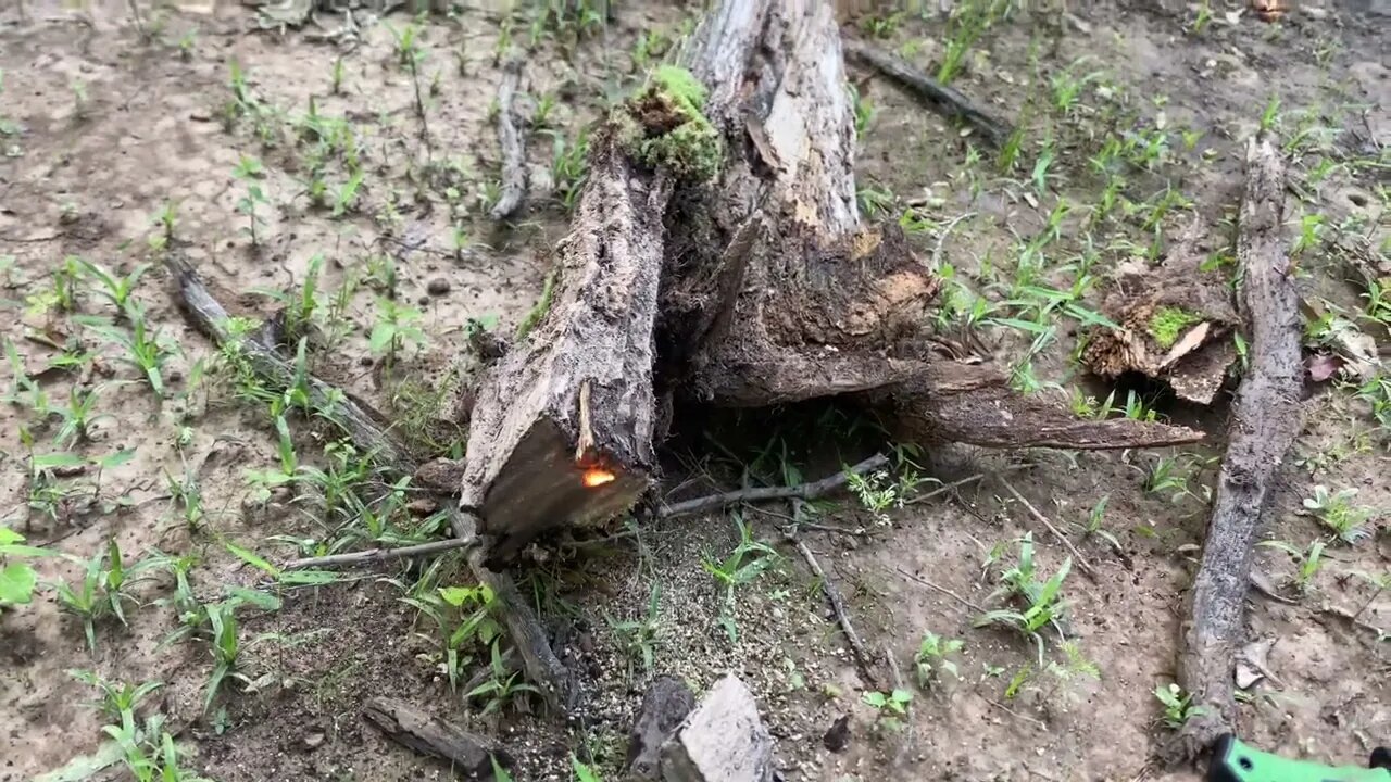 Found a pine lighter stump on the land when I was clearing it today - Raleigh Jones