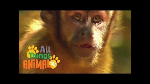 MONKEY Animals For Kids