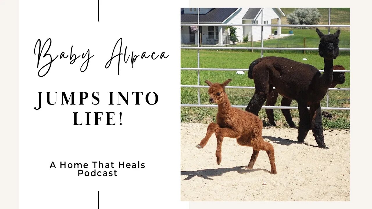 Baby Alpaca Jumps Into Life!