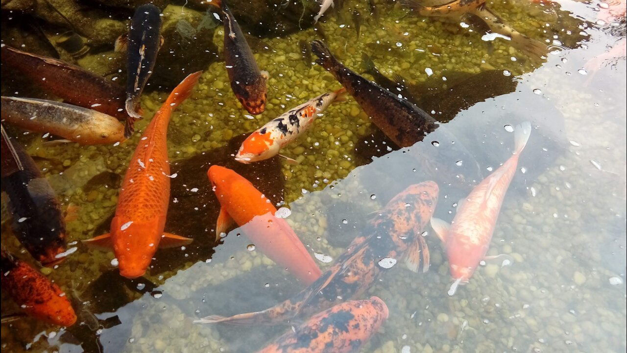 Adorable colorful fish