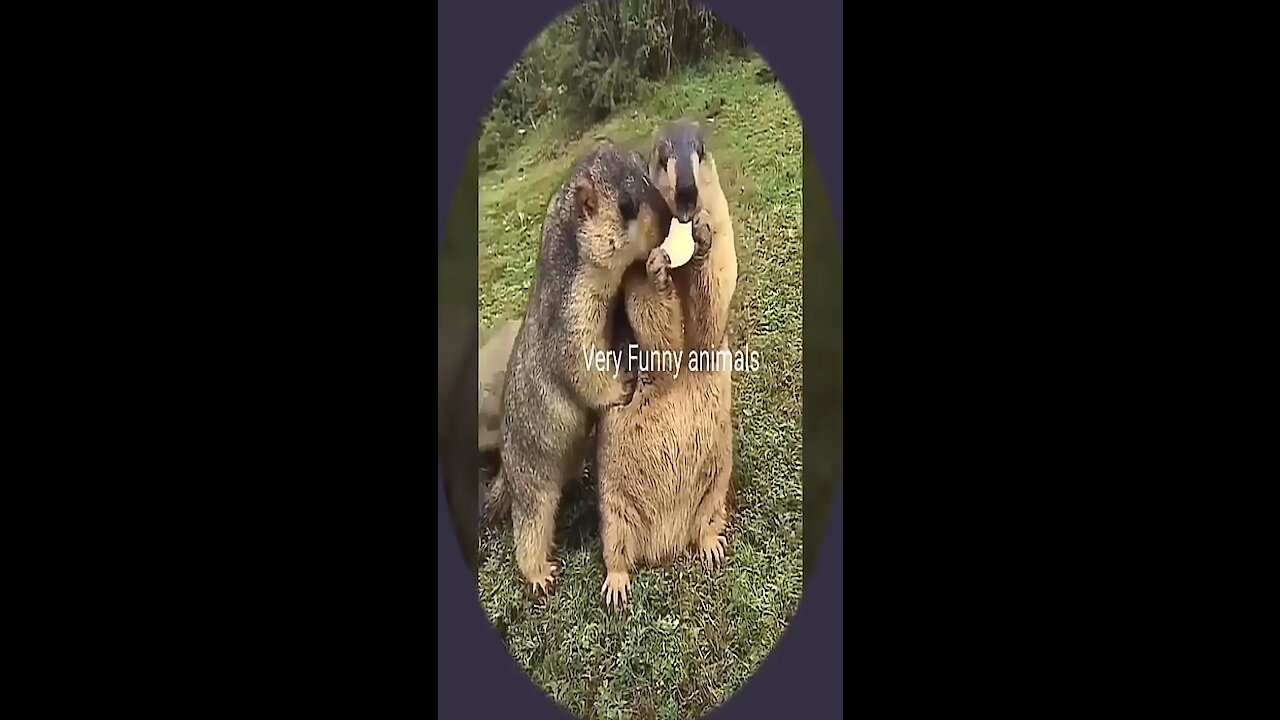 amazing funny animals