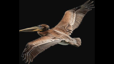 Ambient Beach Waves And Seabirds