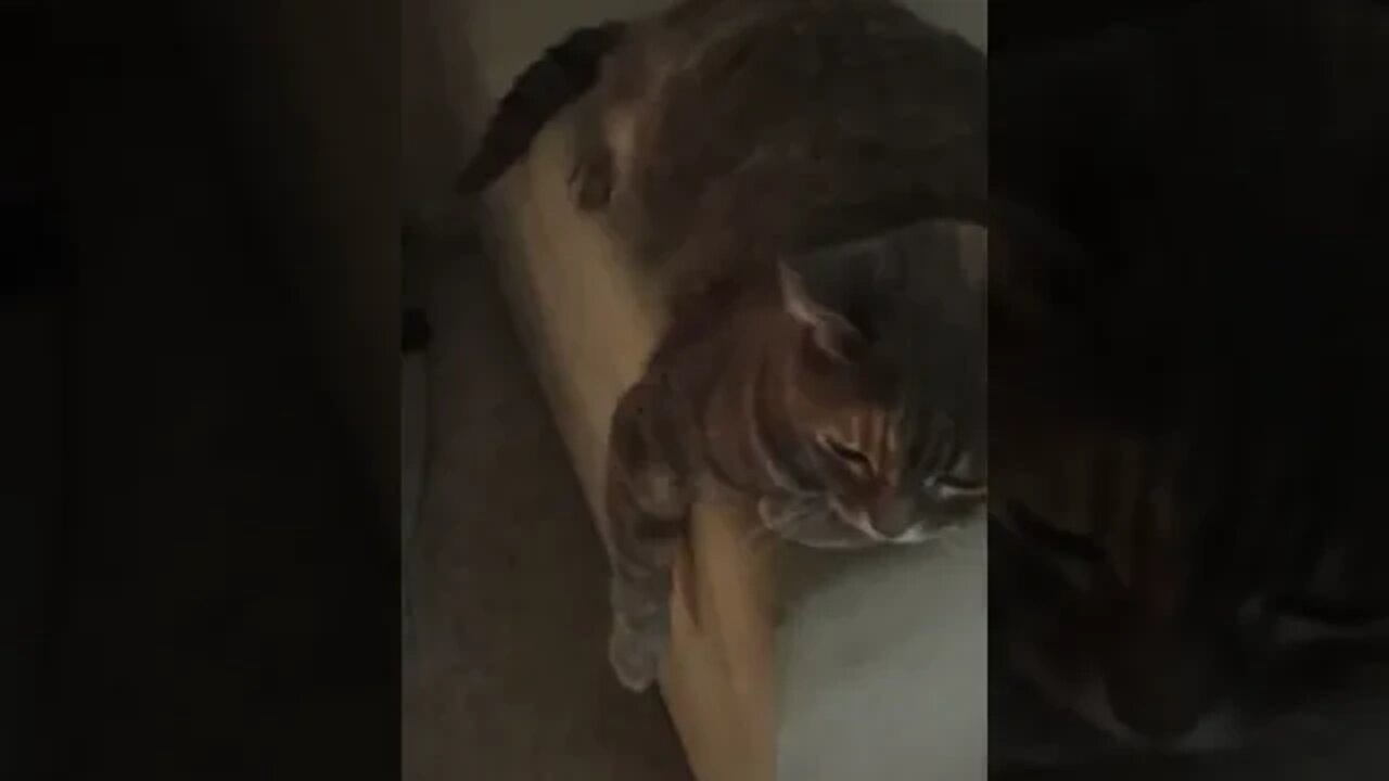 warming up for the Live. Avid gardener 9pm CET.