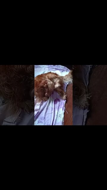 #dogshow, #amimals, #dogs, #shorts