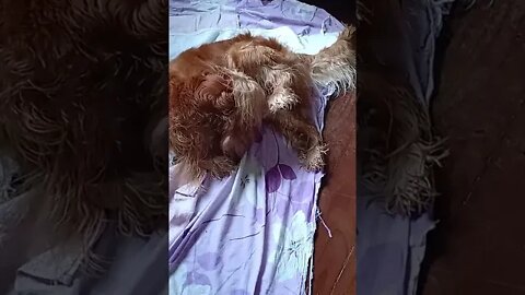 #dogshow, #amimals, #dogs, #shorts