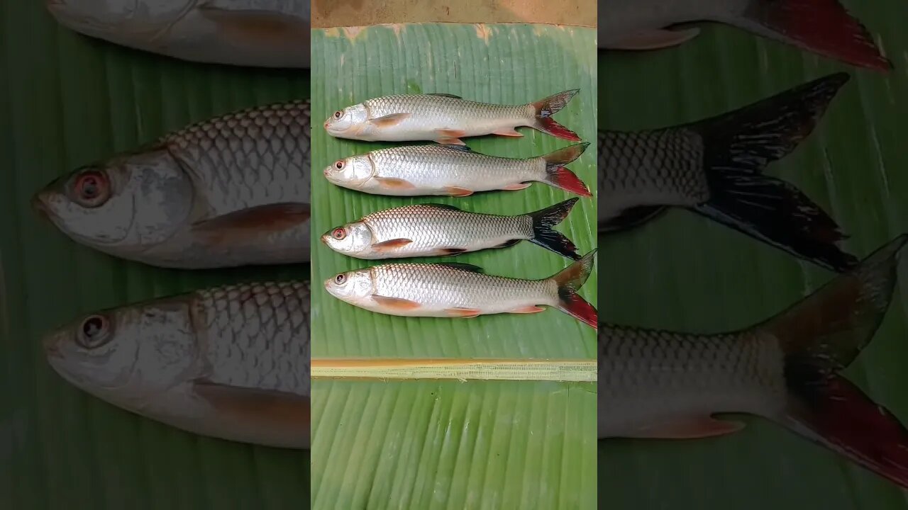 🤣🤣wow😍@BENGALCOOKING #shorts #youtubeshorts #viral #viralshorts #trending #trendingshorts #fish