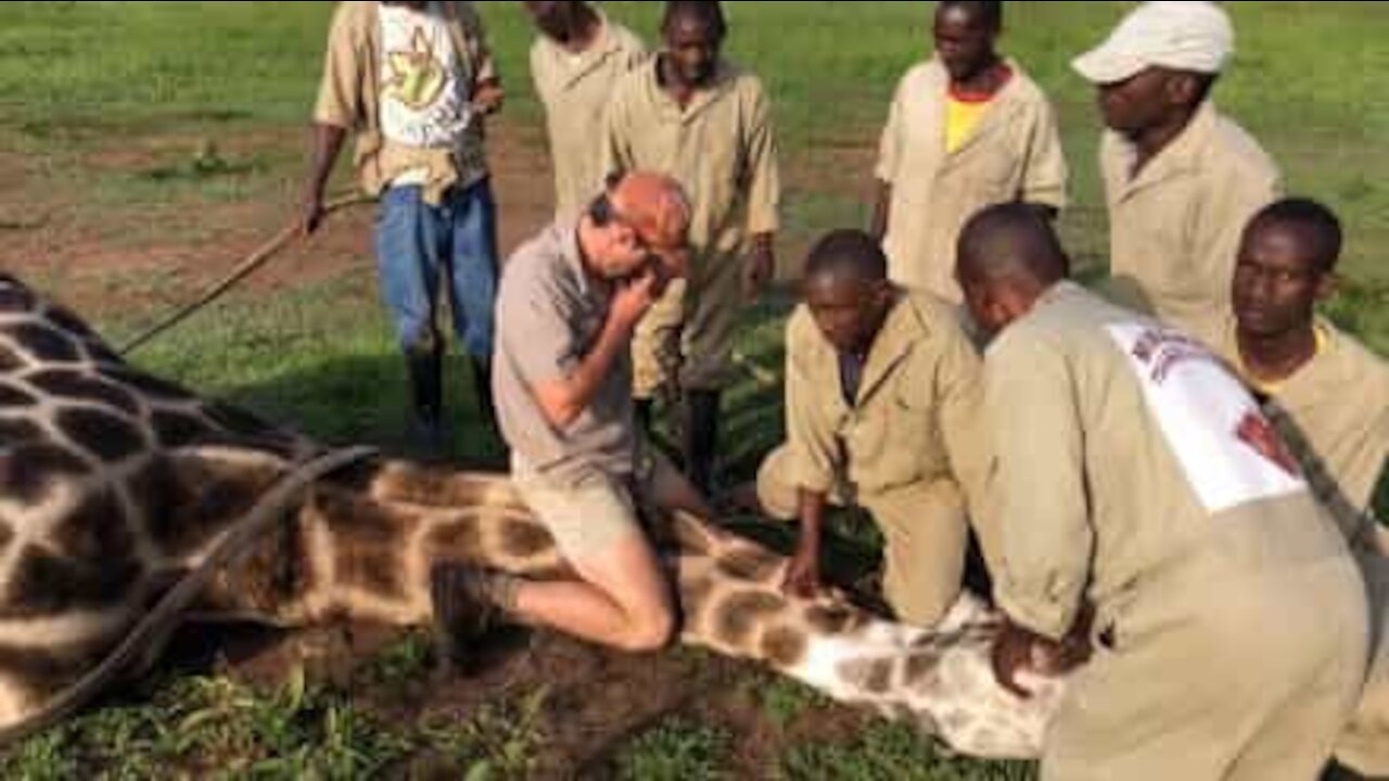 Une girafe étranglée par un fil métallique est sauvée