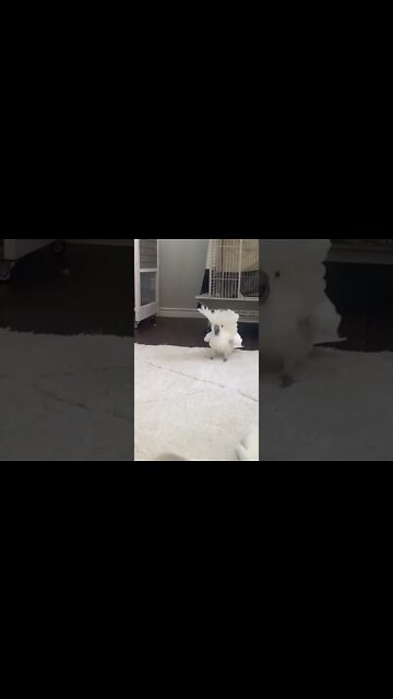 1Min Animal World #dogs #cats #pet