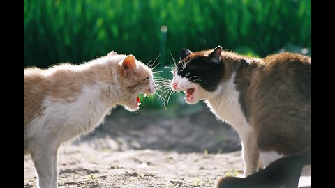 Cute Cat 🐱 fight