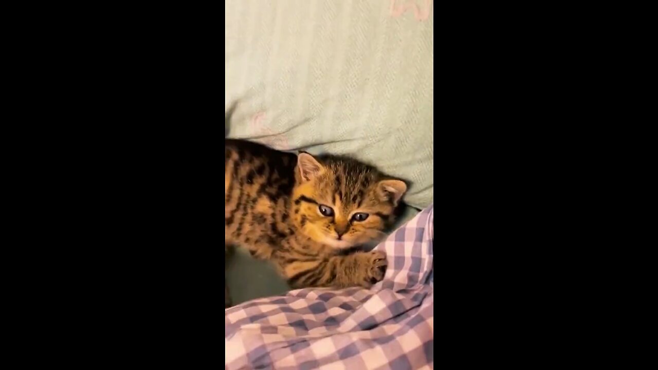 funny animals 2022 - cute cats and dogs doing funny things
