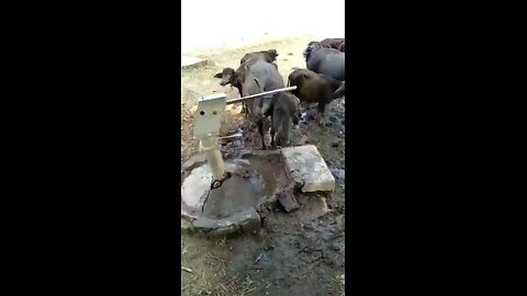 save animal