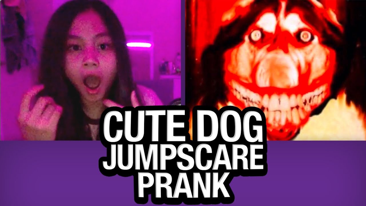 Cute Dog pranks random people