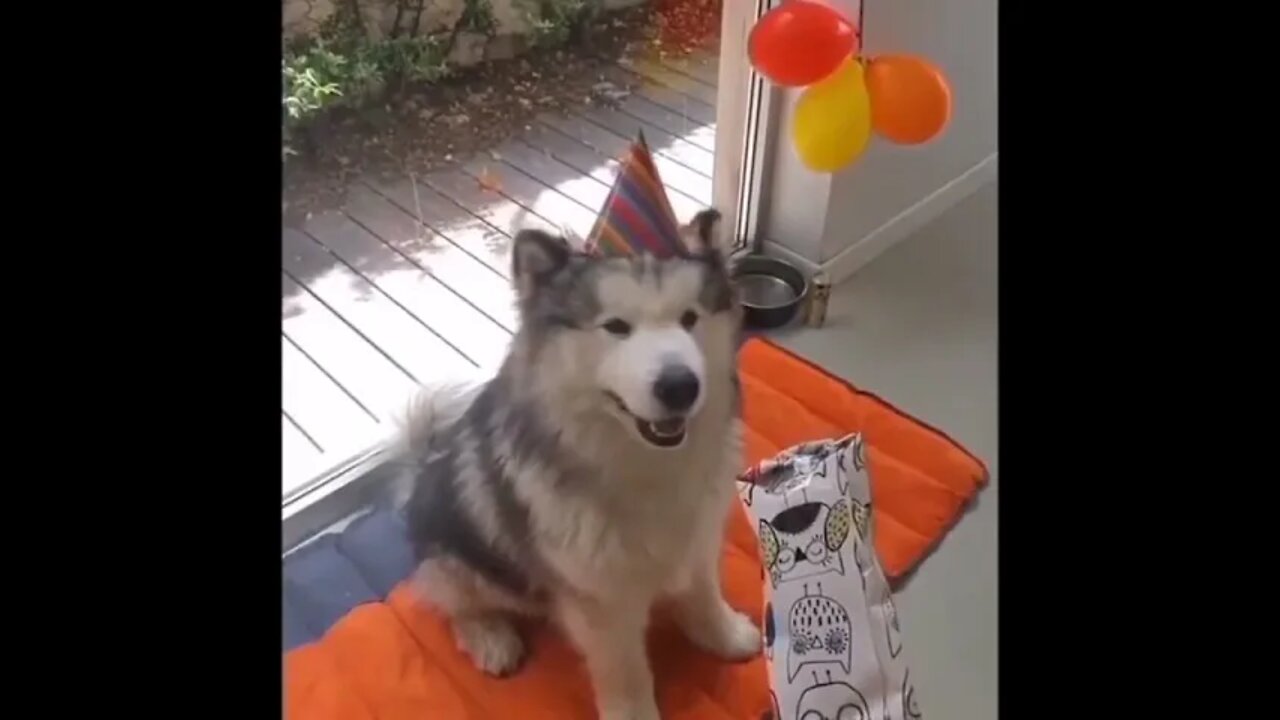 Owner celebrate Happy Birthday 🎂 of his Dog 🐩 | #Shorts #Animals #Dog