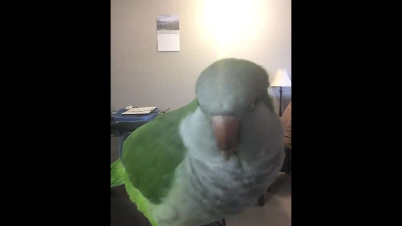 Do you think this parrot is ready for Pancake Saturday?