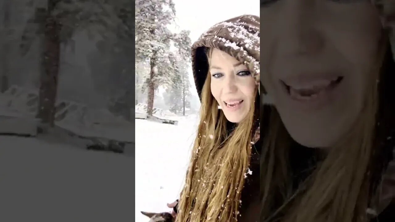 #goats #snow #shorts