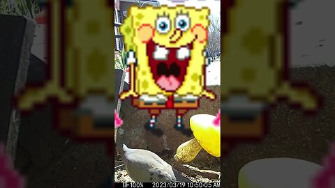Spongebob Visits Us! #Shorts 😎