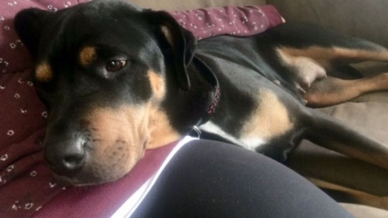 Ontario Woman Is 'Heartbroken' After 'Loving' 10-Year-Old Dog Dies From Police Shooting