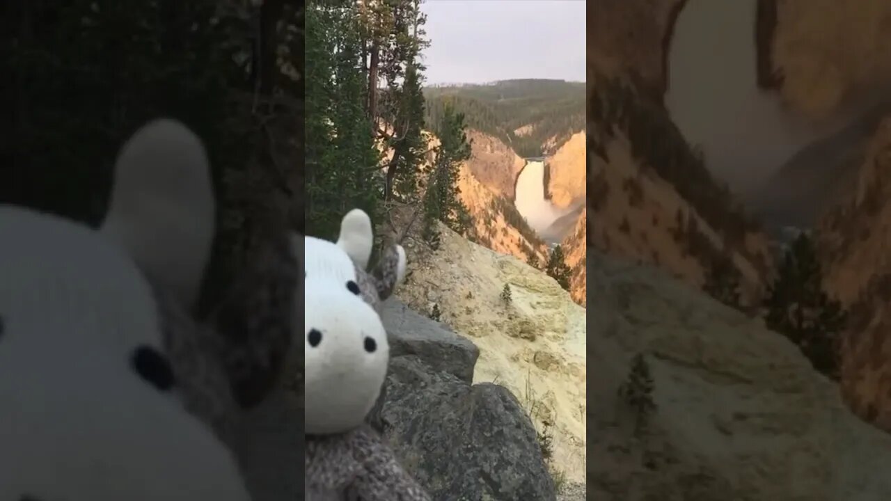 Exploring Yellowstone National Park North Loop #shorts