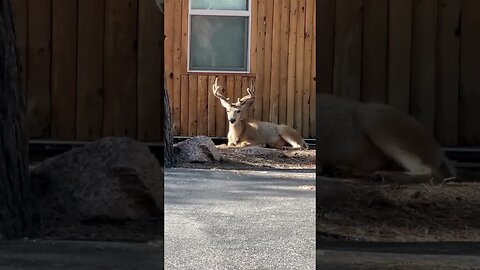 Look at our MAJESTIC animal while driving! #animals #shorts
