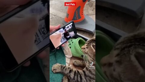 Cat has dance moves 💃 #shorts Funny animals videos