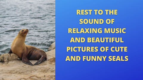 Rest to the sound of relaxing music and beautiful pictures of cute and funny seals
