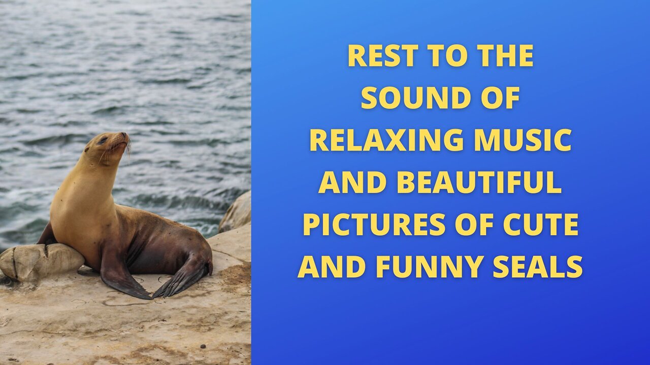 Rest to the sound of relaxing music and beautiful pictures of cute and funny seals