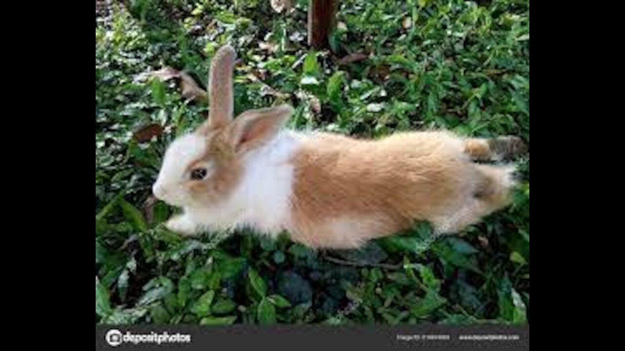 Brown Rabbit Eating Leaves