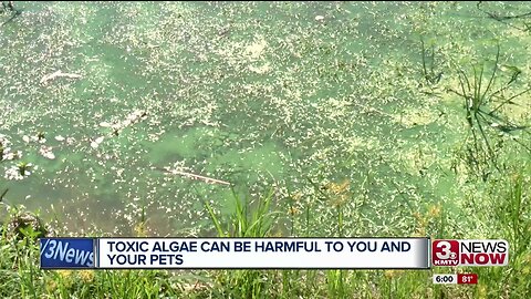 Toxic Algae