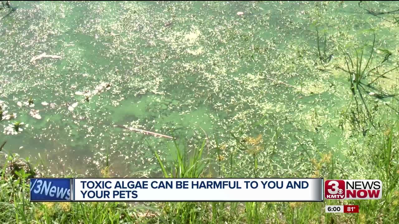 Toxic Algae